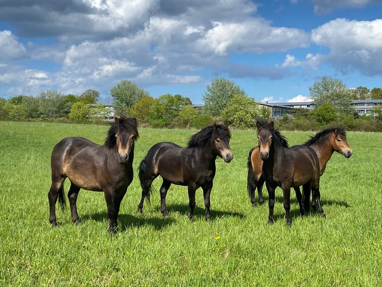 Rudersdal dropper ponyer efter pres fra hesteaktivister 